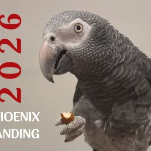 2026 Phoenix Landing Calendar