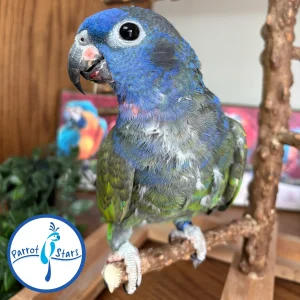 Blue-Headed Pionus - Male #PS7794