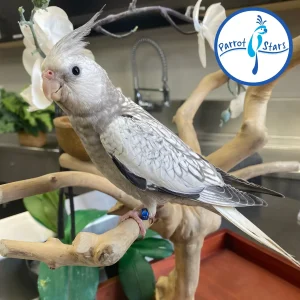 Cockatiel - White Face Grey Pearl - Female #PS4503
