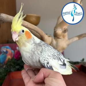 Cockatiel - Grey Pearl - Female #PS5376