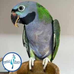 Derbyan Parakeet - Male #PS7775