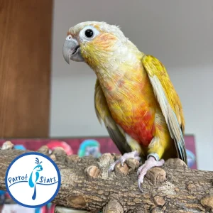 Green-Cheeked Conure - Dilute - Female #PS1663