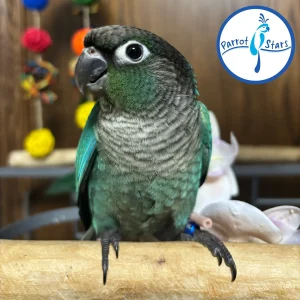 Green-Cheeked Conure - Turquoise - Male #PS4552