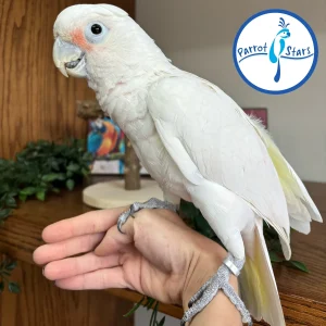 Goffin's Cockatoo - Male #PS1218A