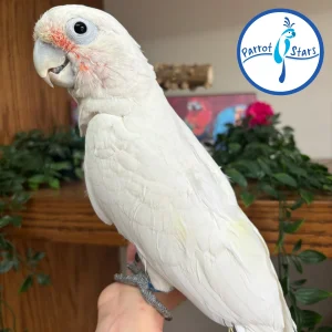 Goffin's Cockatoo - Male #PS8807