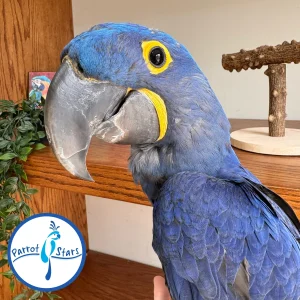 Hyacinth Macaw - Male #PS1007