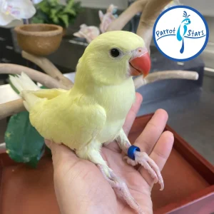 Indian Ringneck - Lutino - Female #PS7211