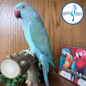 Indian Ringneck - Blue Turquoise - Female #PS7351-NoBand