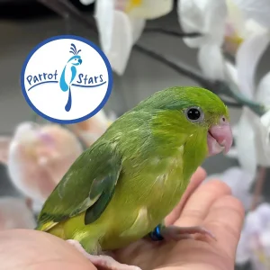 Parrotlet - Green - Female #PS4068