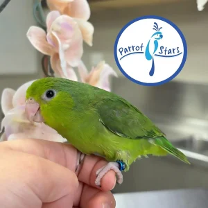 Parrotlet - Green - Female #PS4104