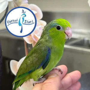 Parrotlet - Green - Male #PS4105
