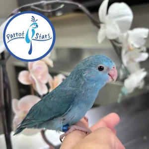 Parrotlet - Blue - Female #PS4106