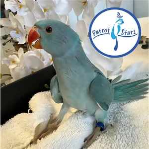 Indian Ringneck - Blue - Male #PS7138