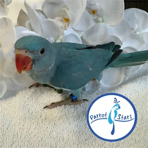 Indian Ringneck - Blue - Male #PS7150