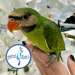 Moustached Parakeet - Female #PS7159