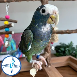 White-Capped Pionus - Male #PS7762